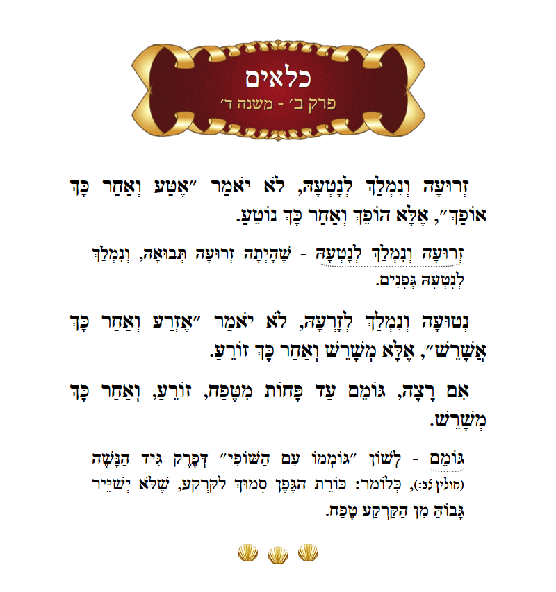Masechta Kilayim Chapter 2 Mishnah 4 with commentary